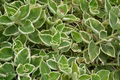 Plectranthus amboinicus